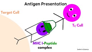 Antigen processing and presentationCytosolic or Endogenous pathway [upl. by Noami]