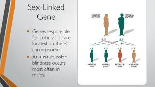 Modern Genetics [upl. by Ohare]