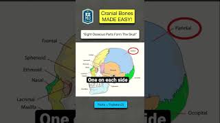 How to Remember the Cranial Bones in UNER 1 MINUTE Skull Anatomy Mnemonic [upl. by Brew479]