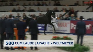 Cum Laude at the KWPN Stallion Show 2019 [upl. by Couture457]