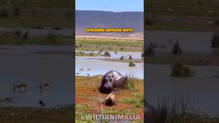 Hyena vs Hippo The Ultimate Survival Showdown [upl. by Beach863]