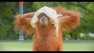 Animalia  The Orangutans wear hair [upl. by Emelin214]