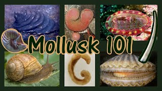 Molluks 101  Basics And The Eight Classes [upl. by Arrio316]