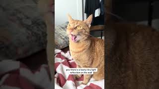 Average Orange Cat Behavior [upl. by Yseult]