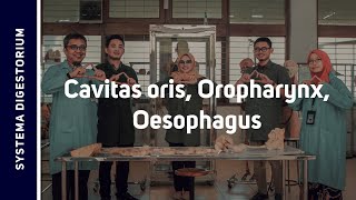 Tractus Digestorium I  Cavitas Oris Oropharynx et Oesophagus [upl. by Llennahs]