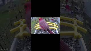 Northern red cardinal No gardening means it’s bird watching season for me bird [upl. by Jepum]