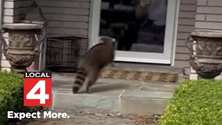 Rabid raccoon terrorizes neighborhood in Troy [upl. by Sac]