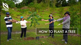 How To Plant A Tree  OneMillionTrees Movement [upl. by Ezekiel886]