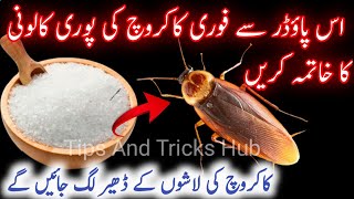 Safe And Effective Way To Kill Cockroaches  Remedies To Get Rid Of Cockroaches  DIY [upl. by Tilly]