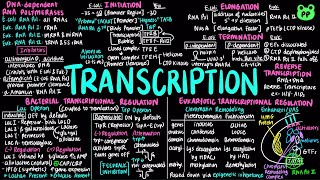 Transcription  Molecular Biology 05  Biology amp Biochem  PP Notes  Lehninger Ch 261 [upl. by Assirod783]