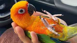 Conure Sounds amp Talking  Conure Parrot Singing amp Noises  Funny Conure Dancing [upl. by Aiyot116]