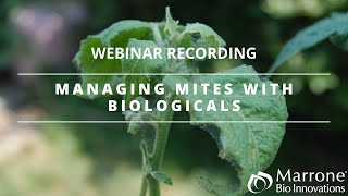 Manage Mites with Biologicals [upl. by Ivad]