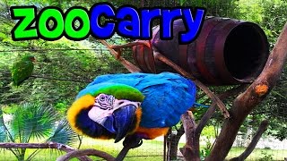 ZOOCARRY TIERRA COLORADA [upl. by Eshelman874]