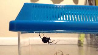 DADDY LONG LEG VS BLACK WIDOW CELLAR AND GARDEN SPIDER [upl. by Stargell445]