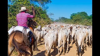 Ganaderia en Brasil 1º parte Alimentos y Regiones [upl. by Acissaj]