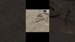 Russell viper snake rescue 🥵 russellviper shorts snakeyoutubeshorts [upl. by Mahala]