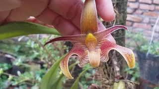 Bulbophyllum Lobbii Anggrek Lidah Bergoyang [upl. by Ilyak]