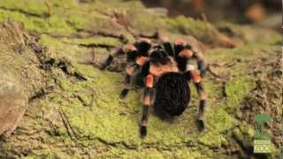 Mexican Redknee Tarantula [upl. by Kroy907]