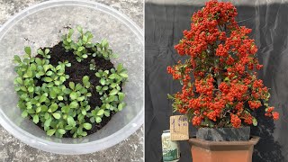 How to propagate pyracantha coccinea firethorn from seeds [upl. by Kellyn623]