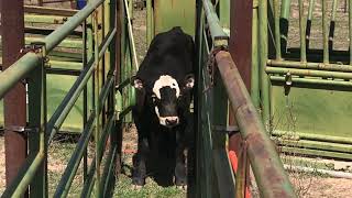 Time to work cattle cattle texas ranch ranchlife calves [upl. by Gorski]