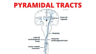 Pyramidal Tract  Lateral and Anterior Corticospinal Tracts [upl. by Yesdnyl]