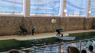 Sea Lions show  27082022  Delfinariu Constanta [upl. by Inttirb]