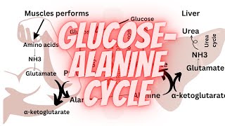 Glucose alanine cycle  Amino acid metabolism [upl. by Nojad]