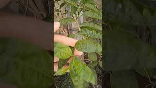 المشخص في البيطرة نبات مسك الليل و اسمه العلمي اللاتيني Cestrum noctornum ممكن أن يكون ساما للأغنام [upl. by Gretal21]