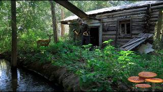 The man found an abandoned log cabin and spent the night in it [upl. by Otilegna]