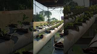 Hydrophonic farming at Home 🌱shorts short farming hydroponics gardening agriculture [upl. by Danieu]