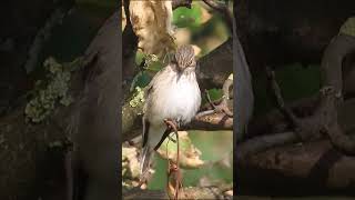 Spotted Flycatcher short wildlife ramsgate nature [upl. by Yras]