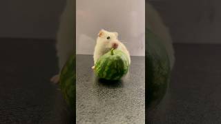 Watermelon for hamster funny hamsterkombat hamsters [upl. by Barayon825]