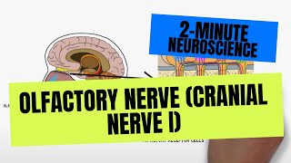 2Minute Neuroscience Olfactory Nerve Cranial Nerve I [upl. by Ajad834]