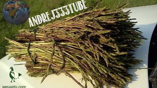 Asparagi selvatici  Coltivazione naturale spontanea stile Fukuoka [upl. by Ativahs]