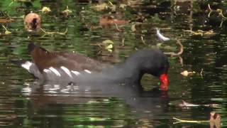 Common Moorhen Gallinula chloropus [upl. by Filippo]