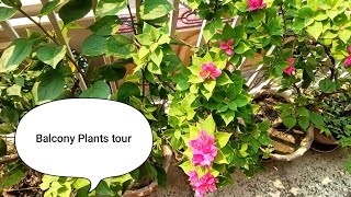 Balcony plants tour [upl. by Behah]