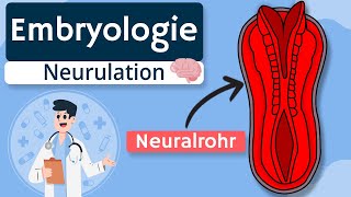 Embryologie  Neurulation einfach erklärt [upl. by Nauh372]