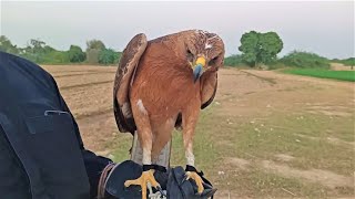 How Bonellis Eagle Kills Domestic Pigeons in the air [upl. by Esyned354]