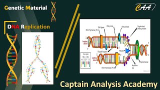 E3 DNA Replication PCR تضاعف الحمض النووى داخل الخلية [upl. by Beetner429]