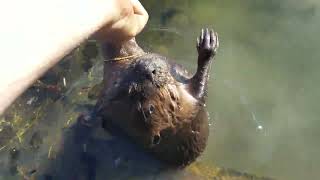 Conibear trapping hidden bank den beaver [upl. by Nnilsia901]