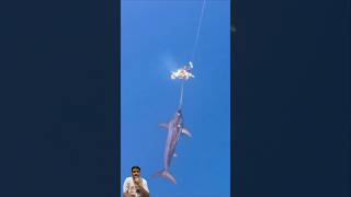 Swordfish attack giant squid in the sea fishing swordfish squidfish [upl. by Puto]