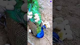 Amazing peacock in wonderland peacock shorts love song bollywood hindisong [upl. by Ranitta]