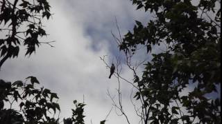 Sulphurbellied Flycatcher Calling [upl. by Wanonah68]