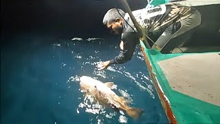 Catching Marine Cat Fish Blubberlip Snapper amp Barracuda Fish in the Sea [upl. by Furgeson]