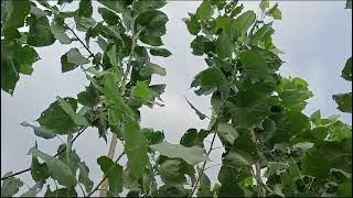 Poplar tree farming with sugarcane multicopying  Trending Nature [upl. by Ahsekal471]