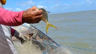 muito peixe assado e deu peixe tanto na linha como na rede apeú salvador foi top [upl. by Aikym267]