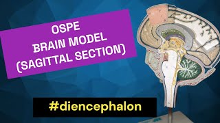 Diencephalon  Sagittal View of Brain  Thalamus  Hypothalamus  Epithalamus  Subthalamus [upl. by Jacquenetta]