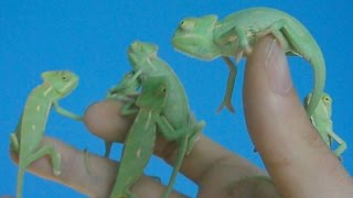 First 4 months of the life of veiled chameleons Ch calyptratus Inferion7 [upl. by Nagram]