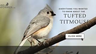 Tufted Titmouse Bird Facts Video [upl. by Aramac643]