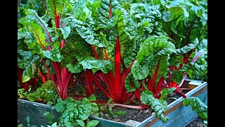 11 Proven Health Benefits of Swiss Chard 😍 [upl. by Bevash500]